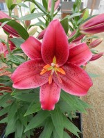 [5711 DJ OR-04 No02.JPG]